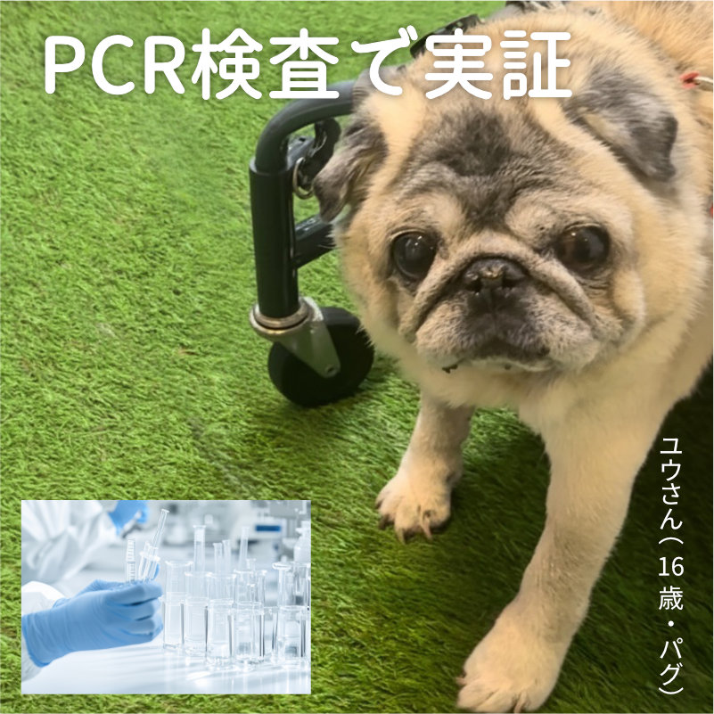 PCRŎ